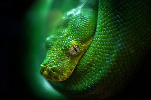 งูสีเขียว