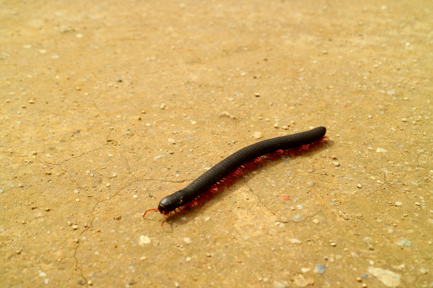 millipede walking on the ground