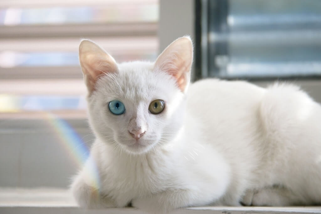 แมวขาวมณี แมวตาสองสี
