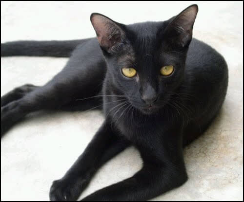 แมวโกญจา แมวดำ