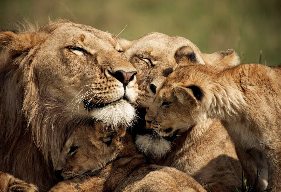 ครอบครัวสิงโต