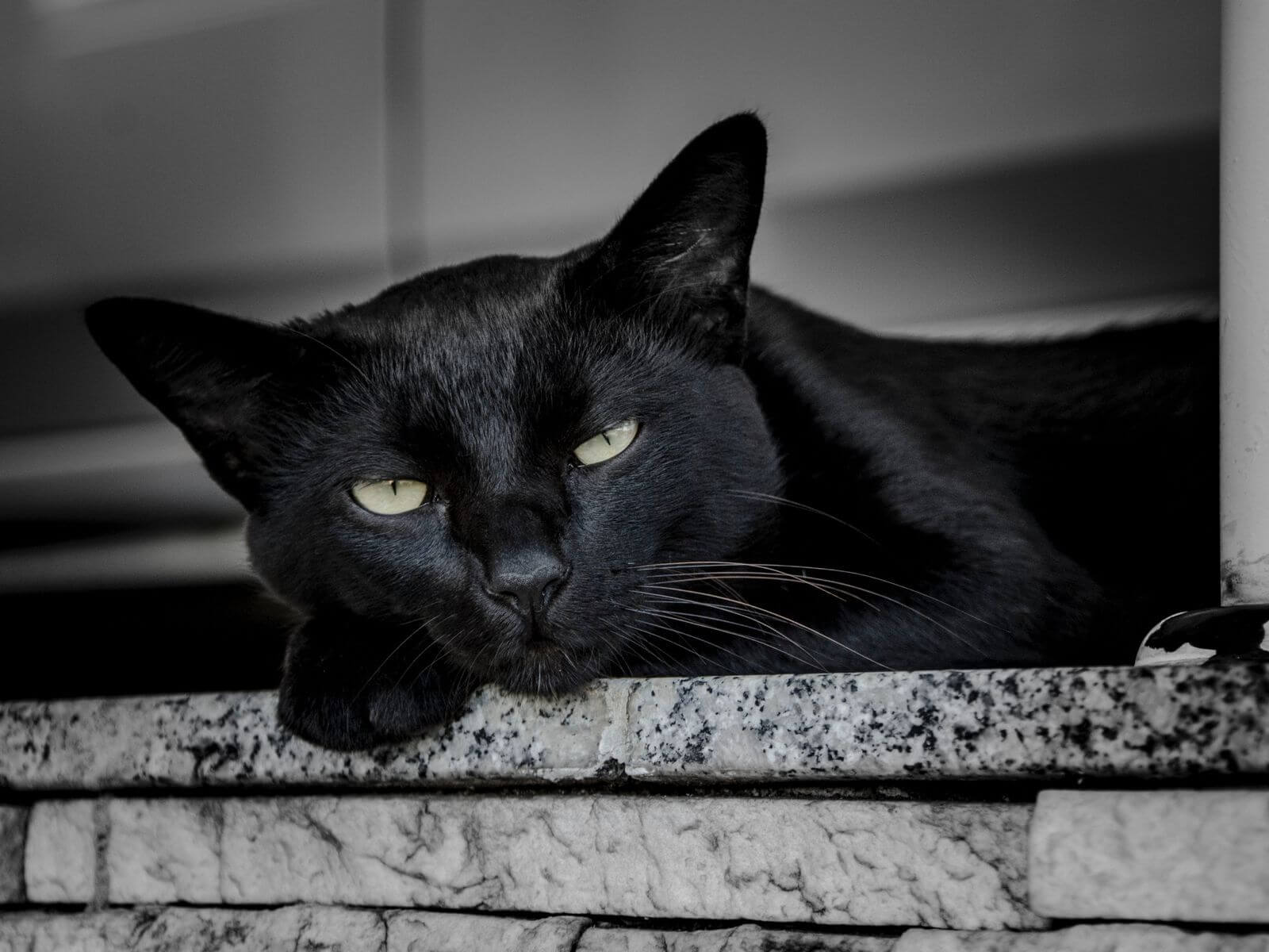 แมวดำทรงเบื่อโลก