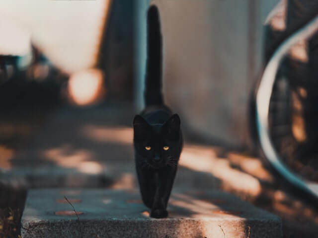 แมวดำเดินถนน