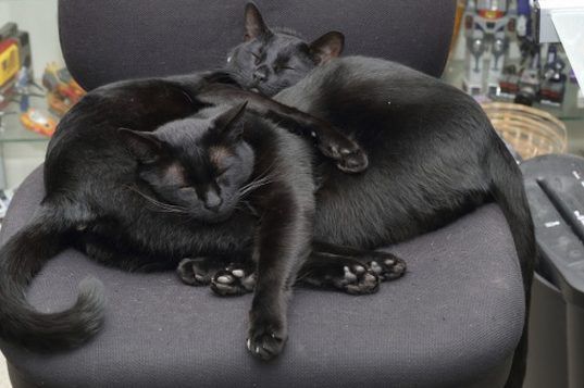 แมวดำนอนกอดกัน