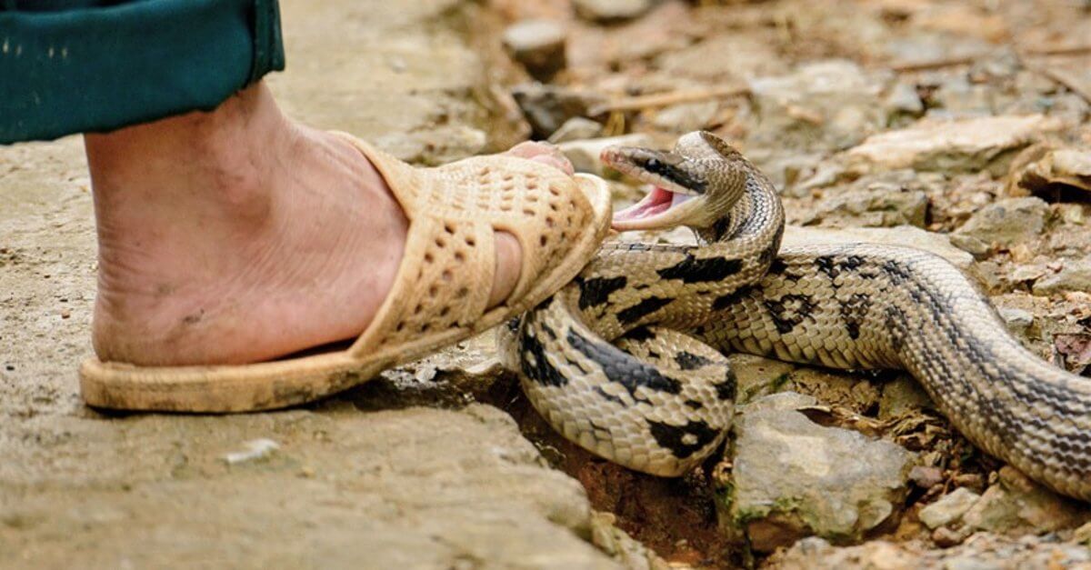งูกัดเท้า