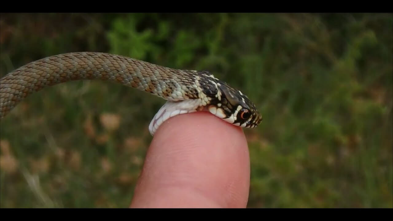 งูกัดนิ้วมือ